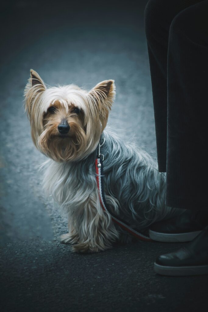 Training in Cairn Terrier's Routine